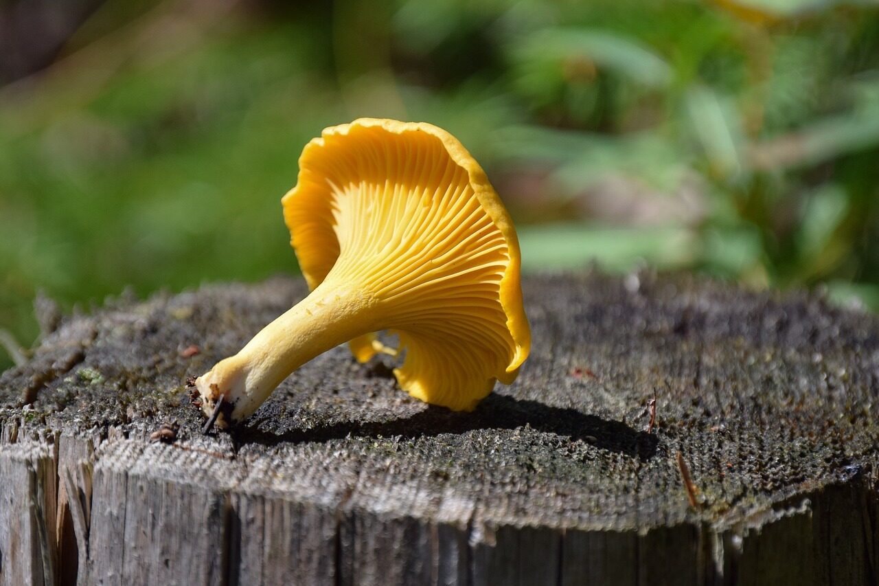 Gul kantarell på en trestubbe i skogen