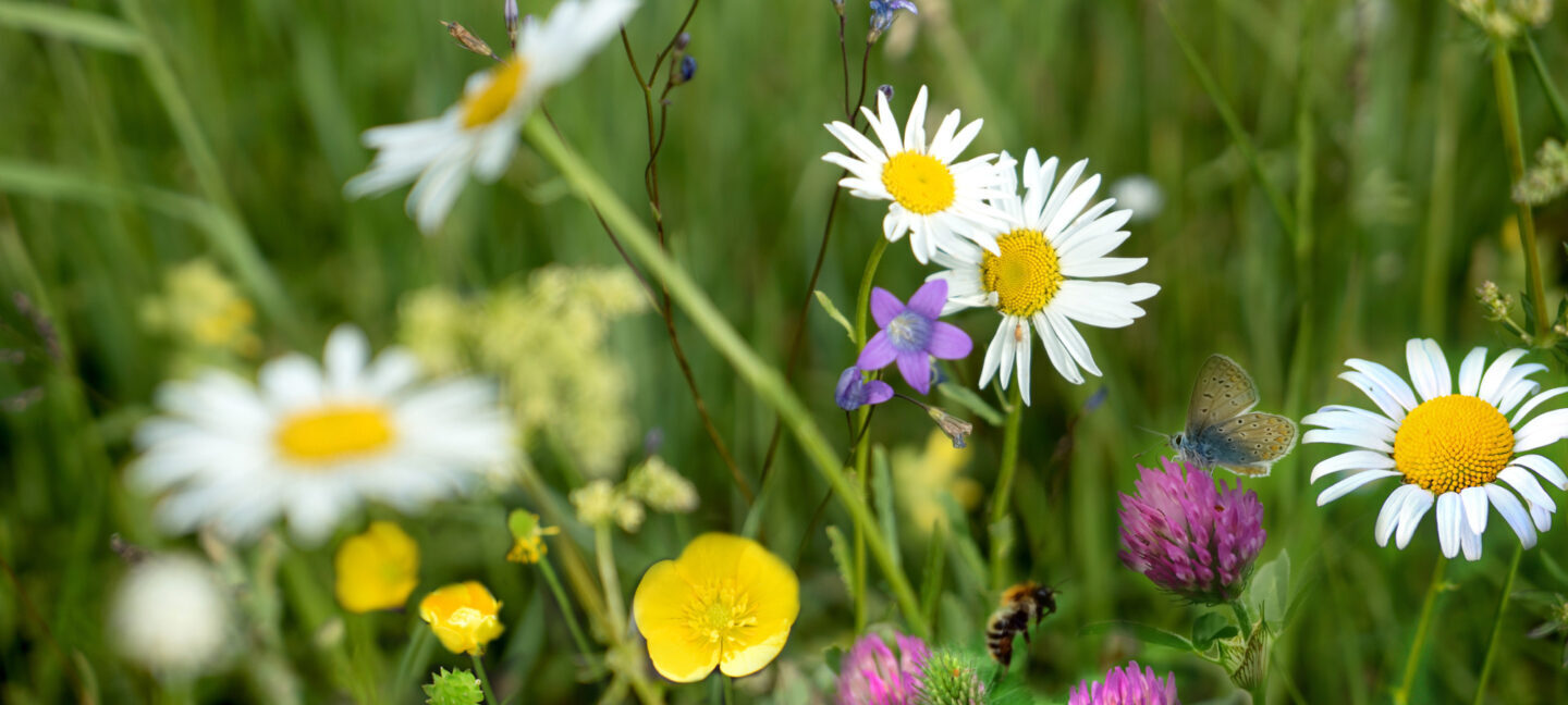 En blomstereng med ville blomster.