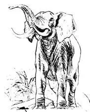 Hathi