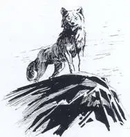 Akela