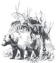 Baloo