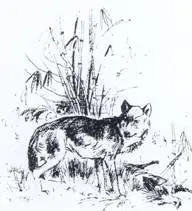 Gråbror