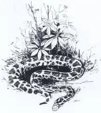 Kaa
