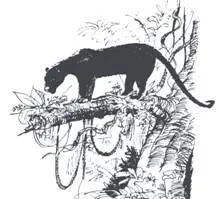 Bagheera