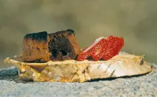 Sjokoladekake surprise på bål