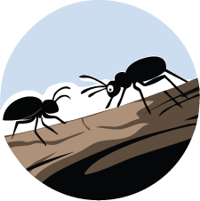 Insekter i et tre