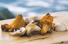 Kantareller og sopp på trebrett