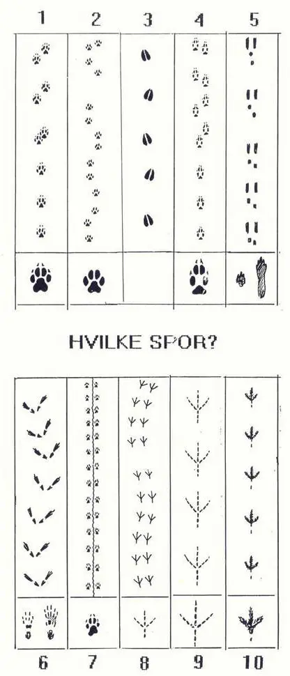 Dyrespor – hvilke spor?