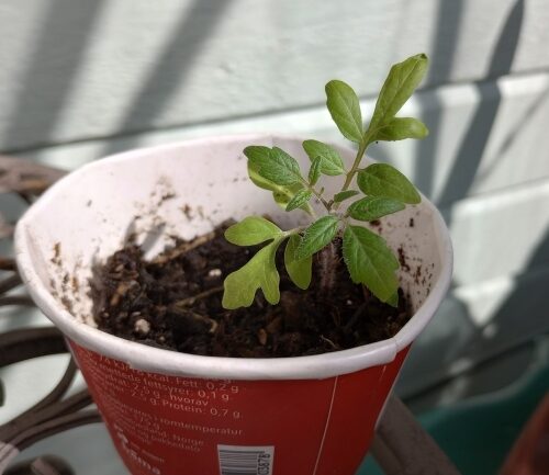 Tomatplante