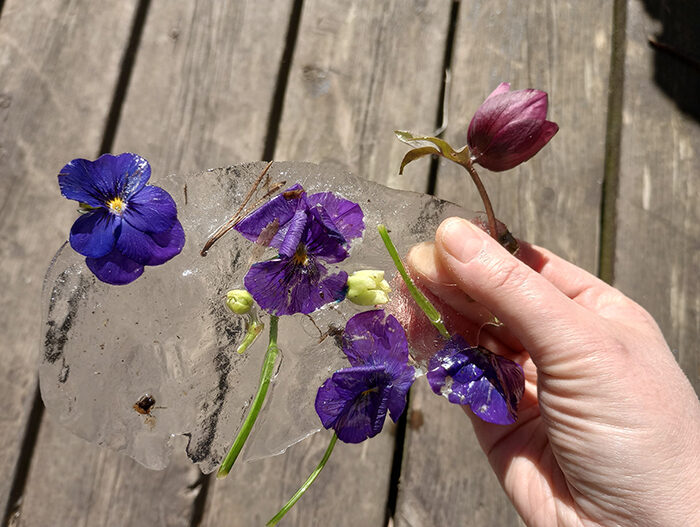Frosne blomster