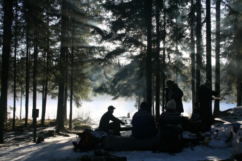 skog morgen